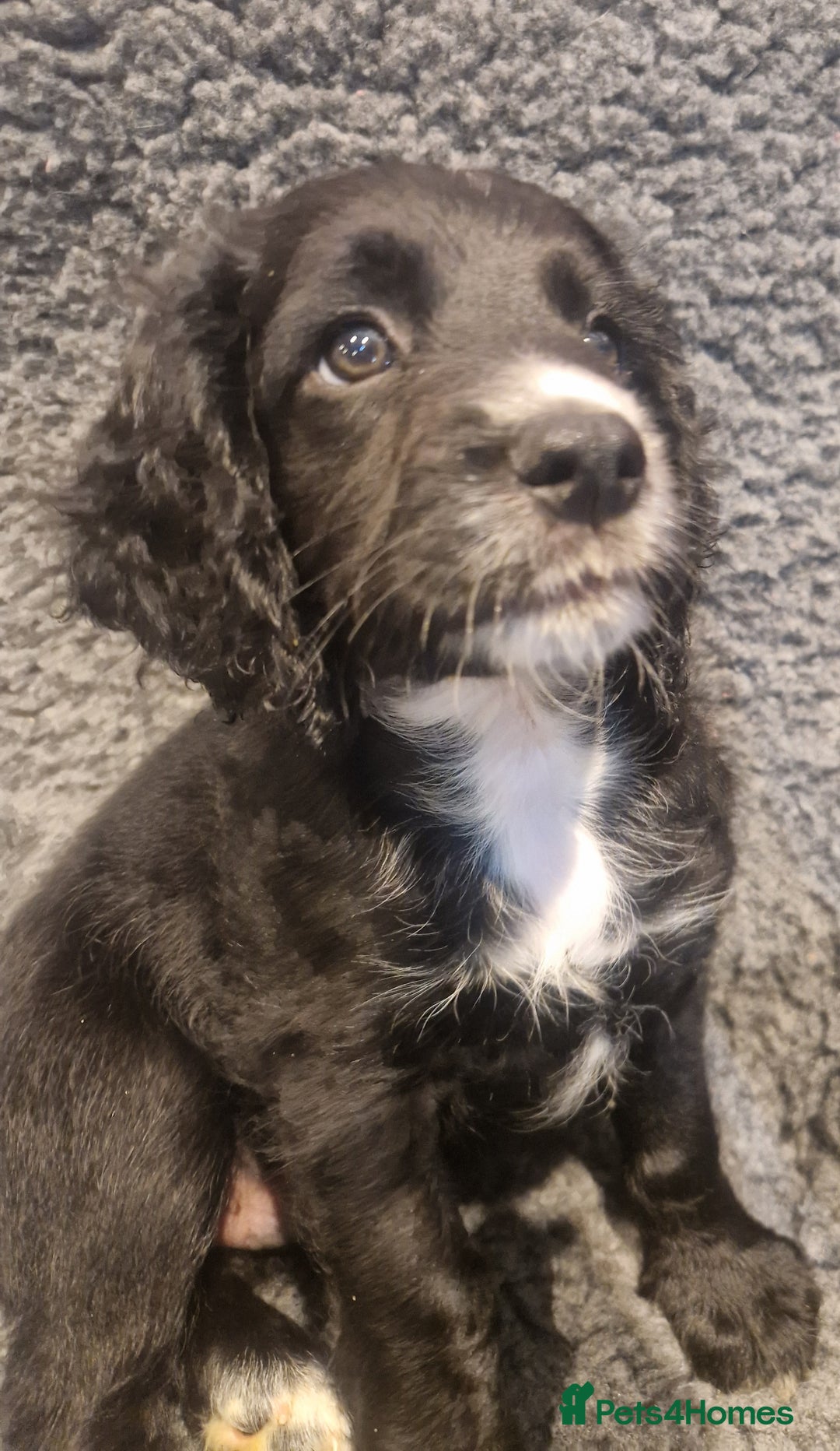 Cocker Spaniel dogs for sale: Last boy left !! working cocker spaniels - Advert 18