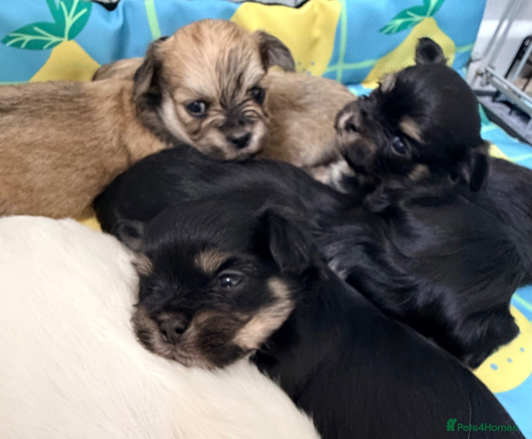 Mixed Breed dogs Tiny Malchi puppies - Advert 2