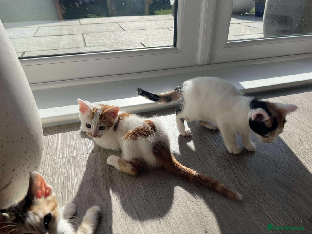 Mixed Breed cats for sale: Cute mixed Bengal kittens  - Image 15
