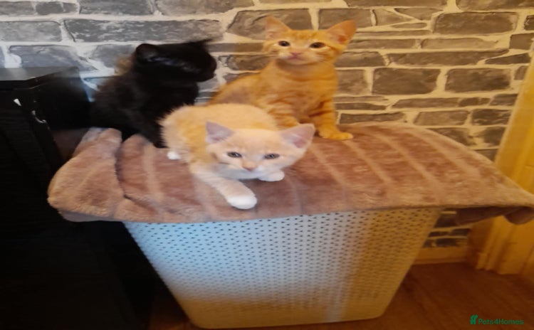 Mixed Breed cats - Advert 2