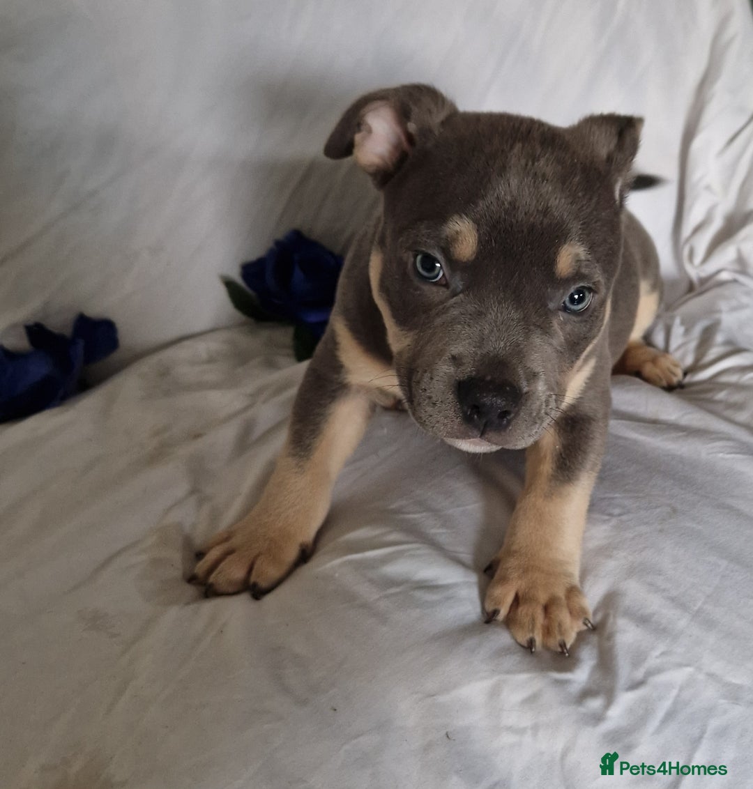 American Bully dogs for sale: Amazing 10 week old pocket bully Boy for sale  - Advert 9