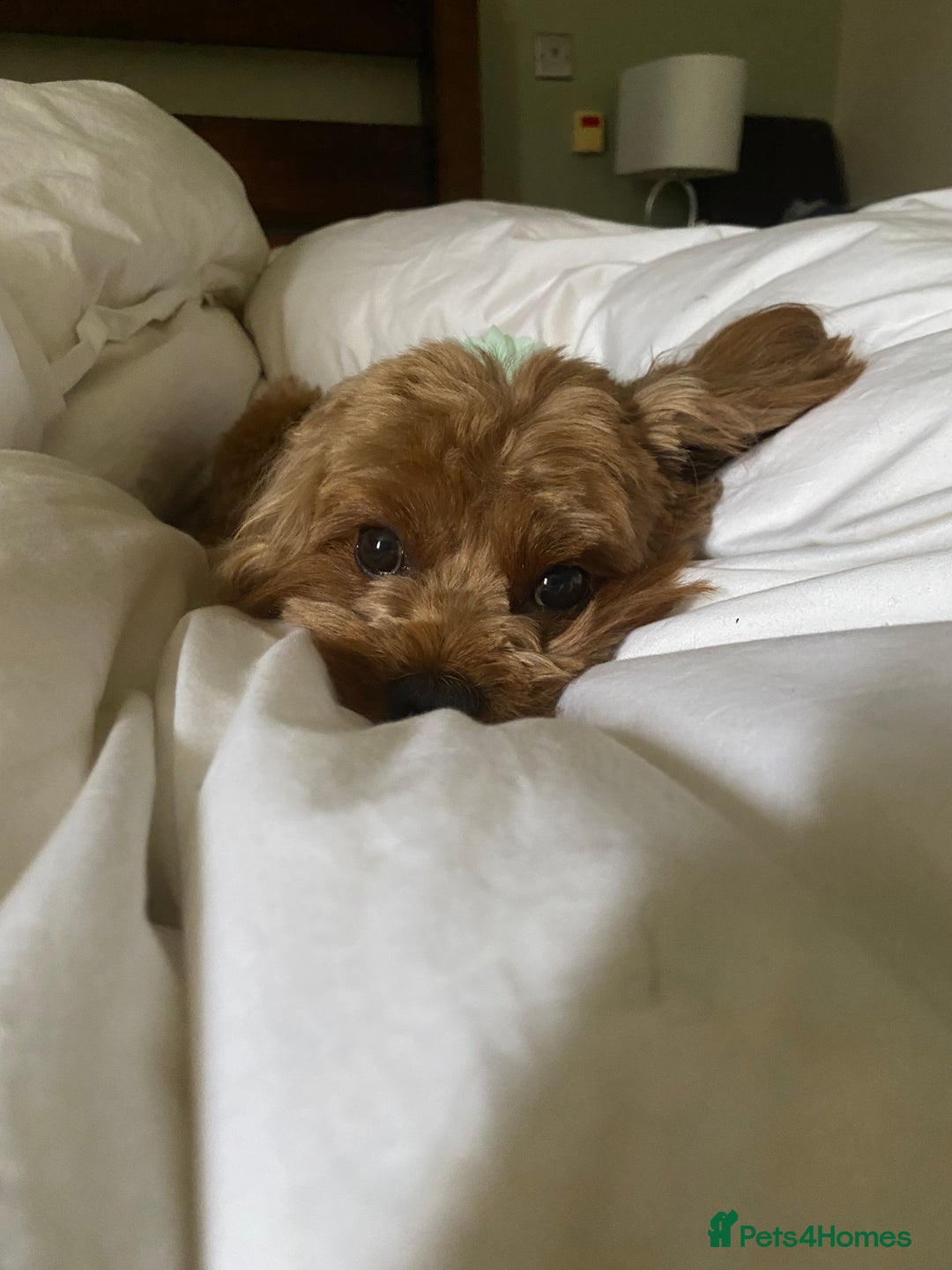 Cavapoo dogs for sale: F1B Toy Red Cavapoos for Sale - Advert 13