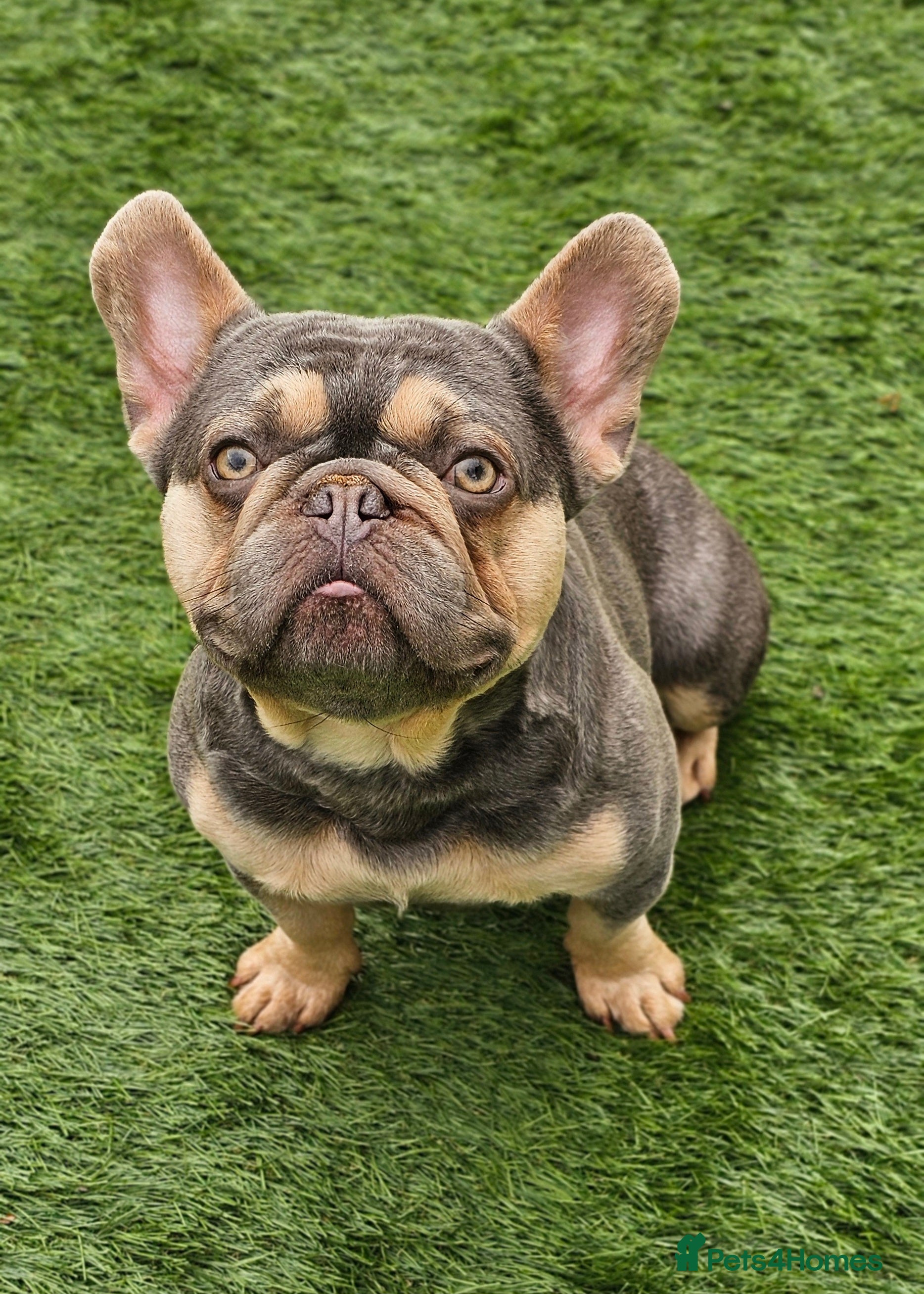 French Bulldog dogs Lilac and tan carrying cream, testable & fluffy - Advert 18