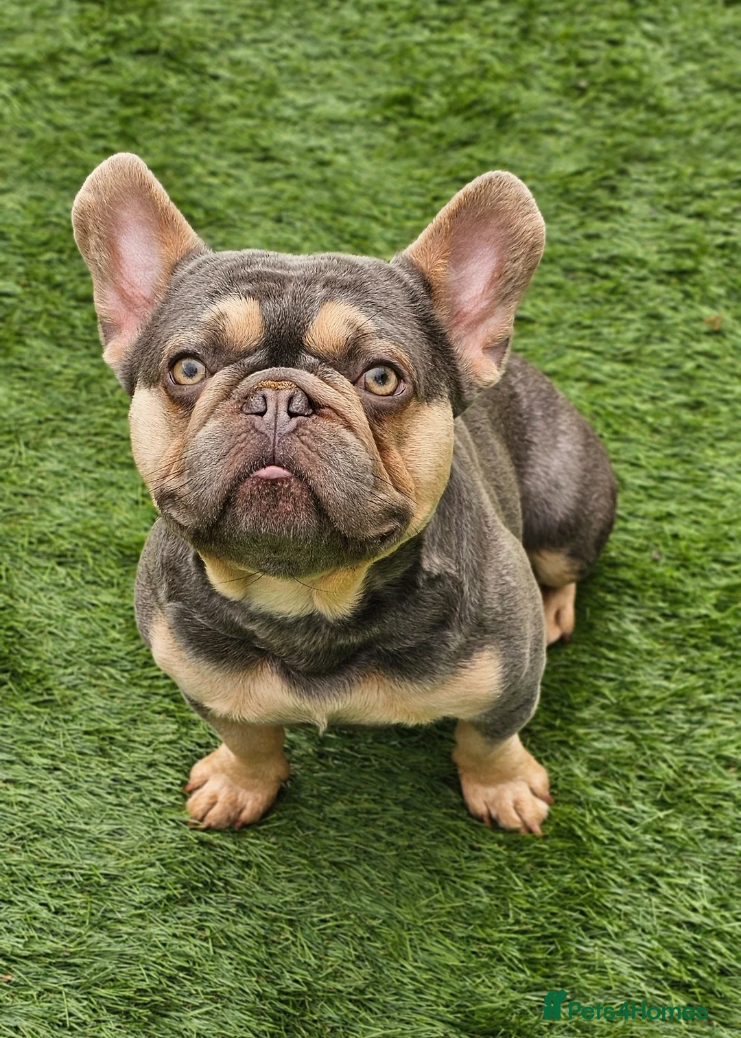 French Bulldog dogs for stud: Lilac and tan carrying cream, testable & fluffy in Motherwell - Advert 14