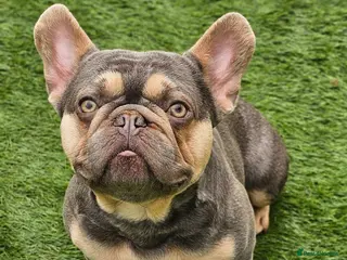 French Bulldog dogs Lilac and tan carrying cream, testable & fluffy - Advert 18