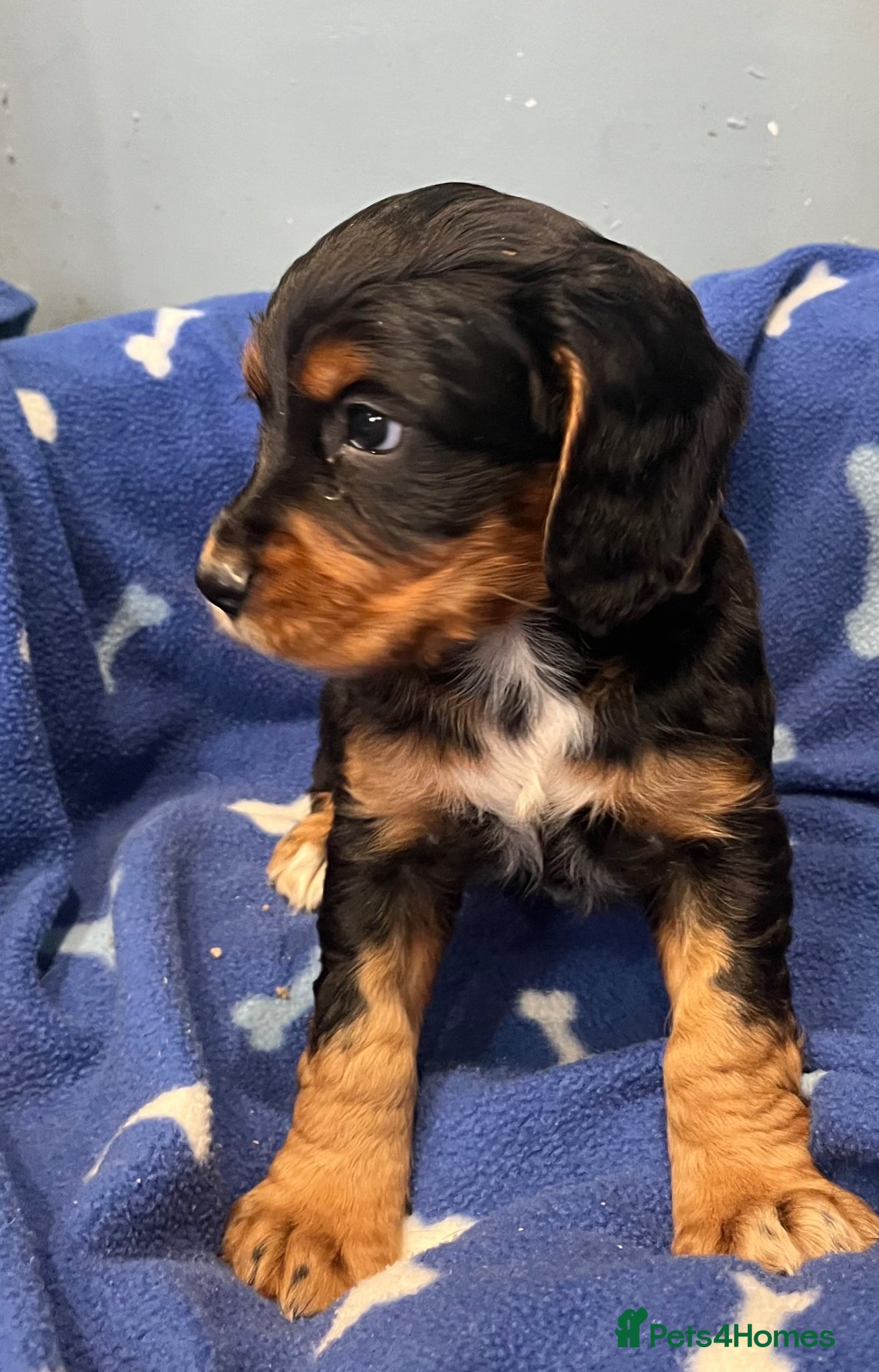 Cocker Spaniel dogs for sale: KC Cocker Spaniel puppies in Abertillery - Advert 5