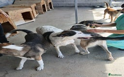 Mixed Breed dogs for adoption: Denver, 2 yrs approx. Available for adoption. - Image 5