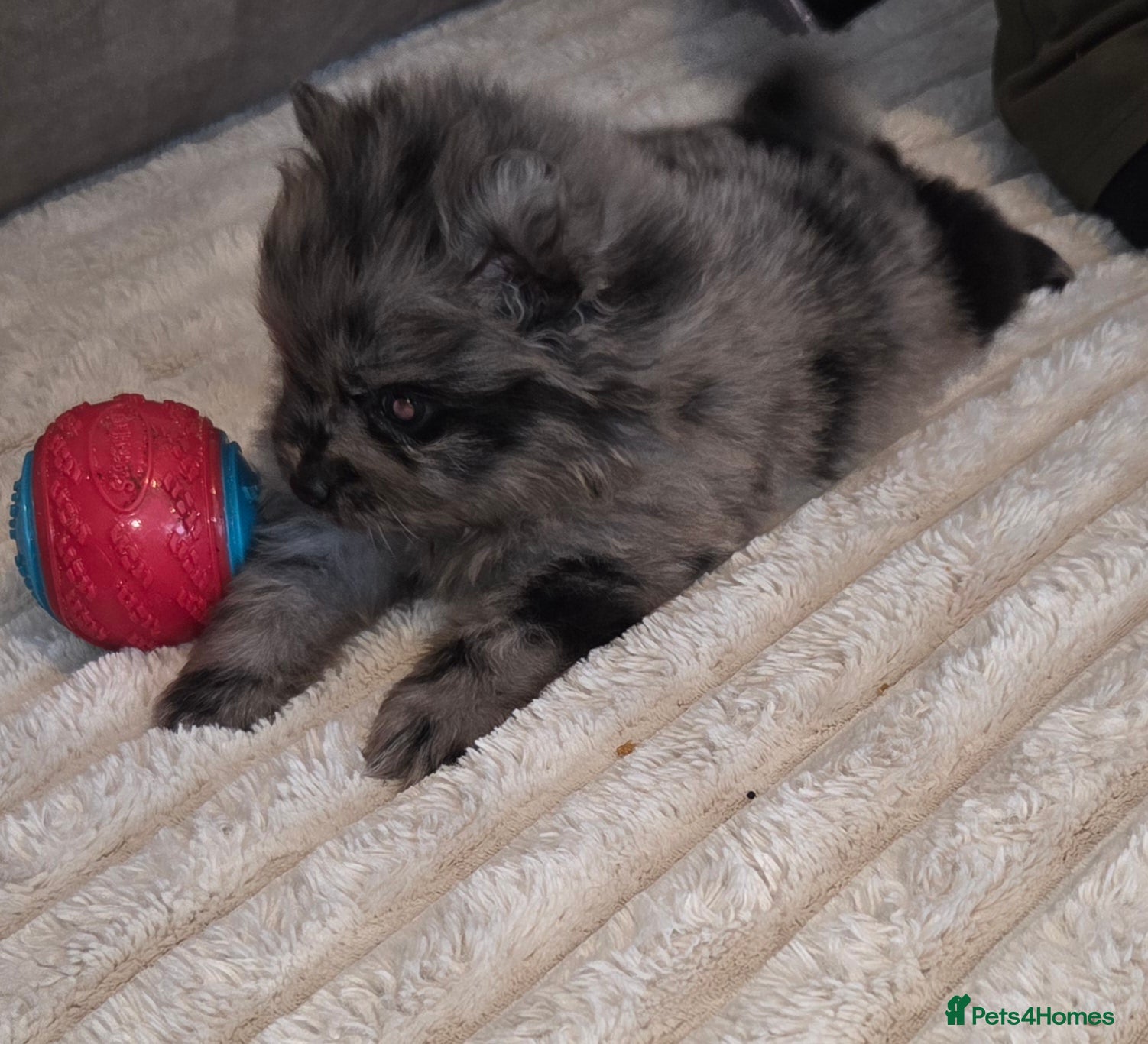 Pomeranian dogs Our beautiful litter of rainbow poms  - Advert 1