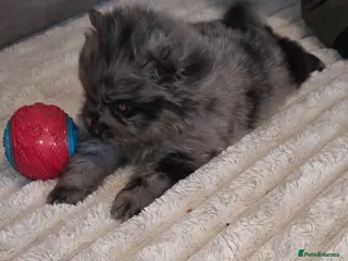 Pomeranian dogs Our beautiful litter of rainbow poms - Advert 1