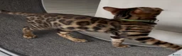 Bengal cats for sale: Young TICA Bengal boys seeking their families - Advert 8