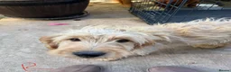 Mixed Breed dogs for sale: Golden Retriever x Westie - Advert 6