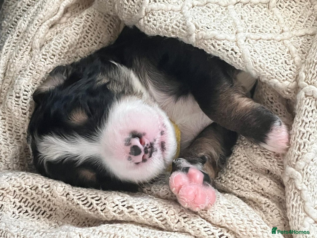 Bernedoodle dogs for sale: Exceptional F1 Bernedoodle Puppies - Advert 7