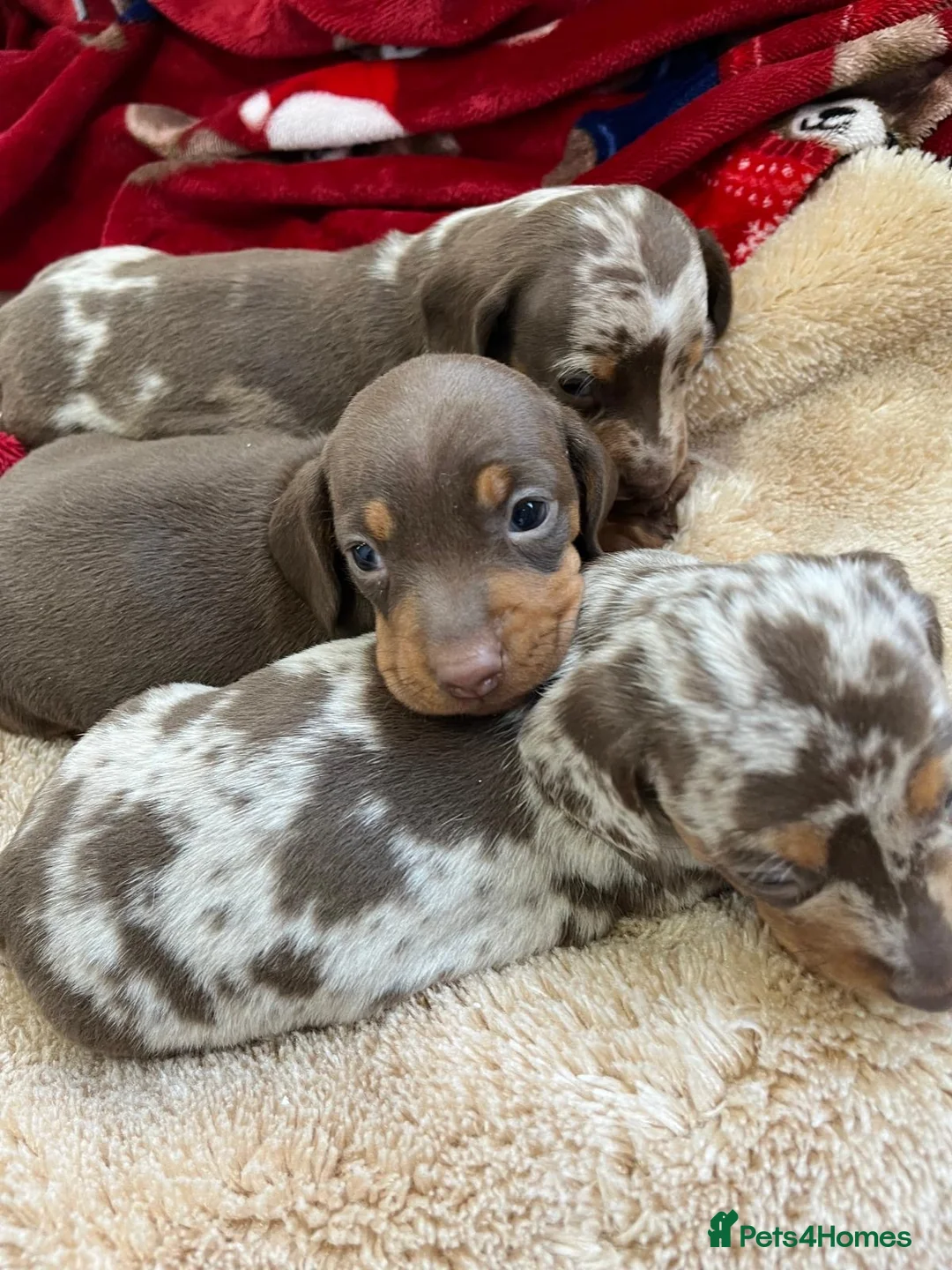 Miniature Dachshund dogs for sale: Miniature smooth haired dachshund  in Bridgend - Advert 1