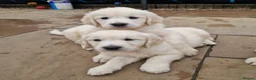 Golden Retriever dogs for sale: Stunning Cream KC registered Golden Retrievers  - Advert 26