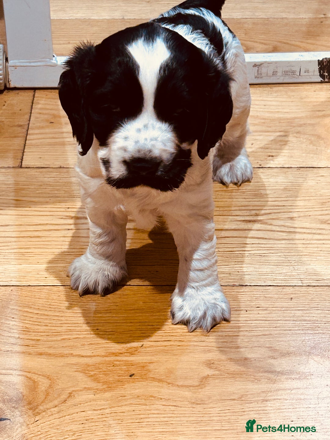 Cocker Spaniel dogs for sale: ⭐️ Meet this Stunning Male Cocker Spaniel puppy  - Advert 2