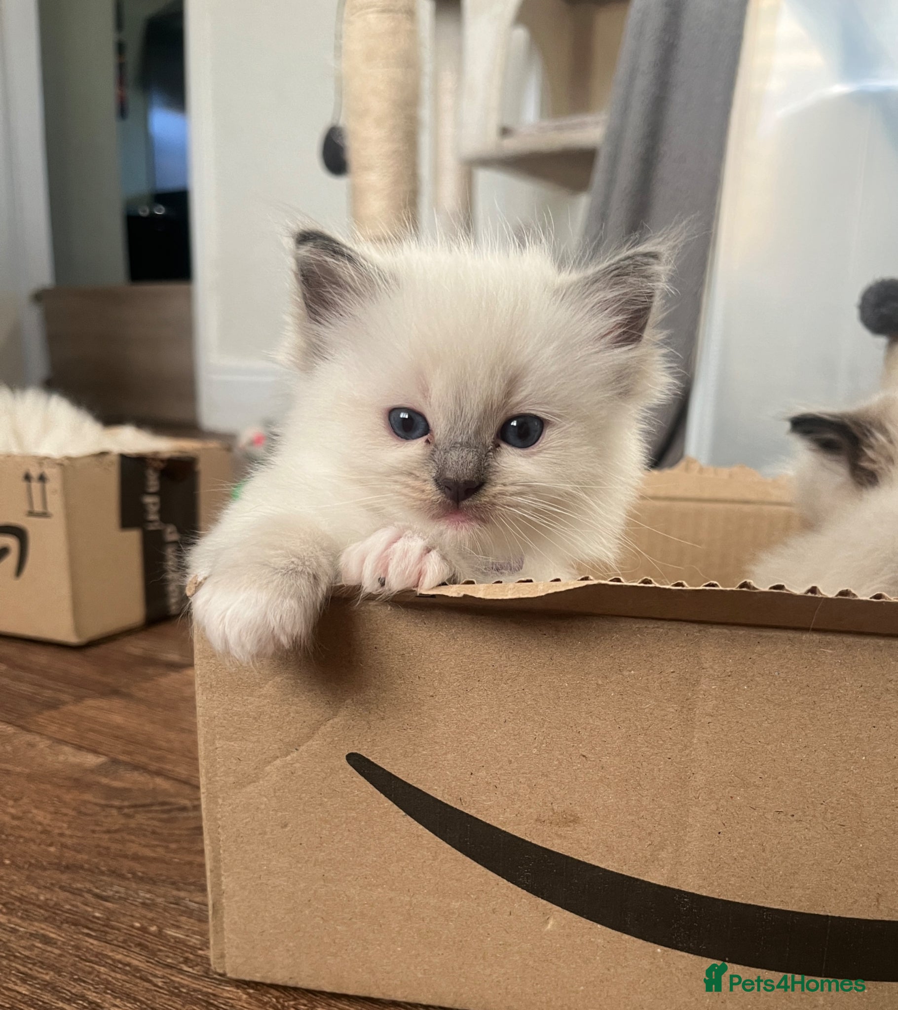 Ragdoll cats for sale: GCCF Registered Ragdoll Kittens  - Advert 2
