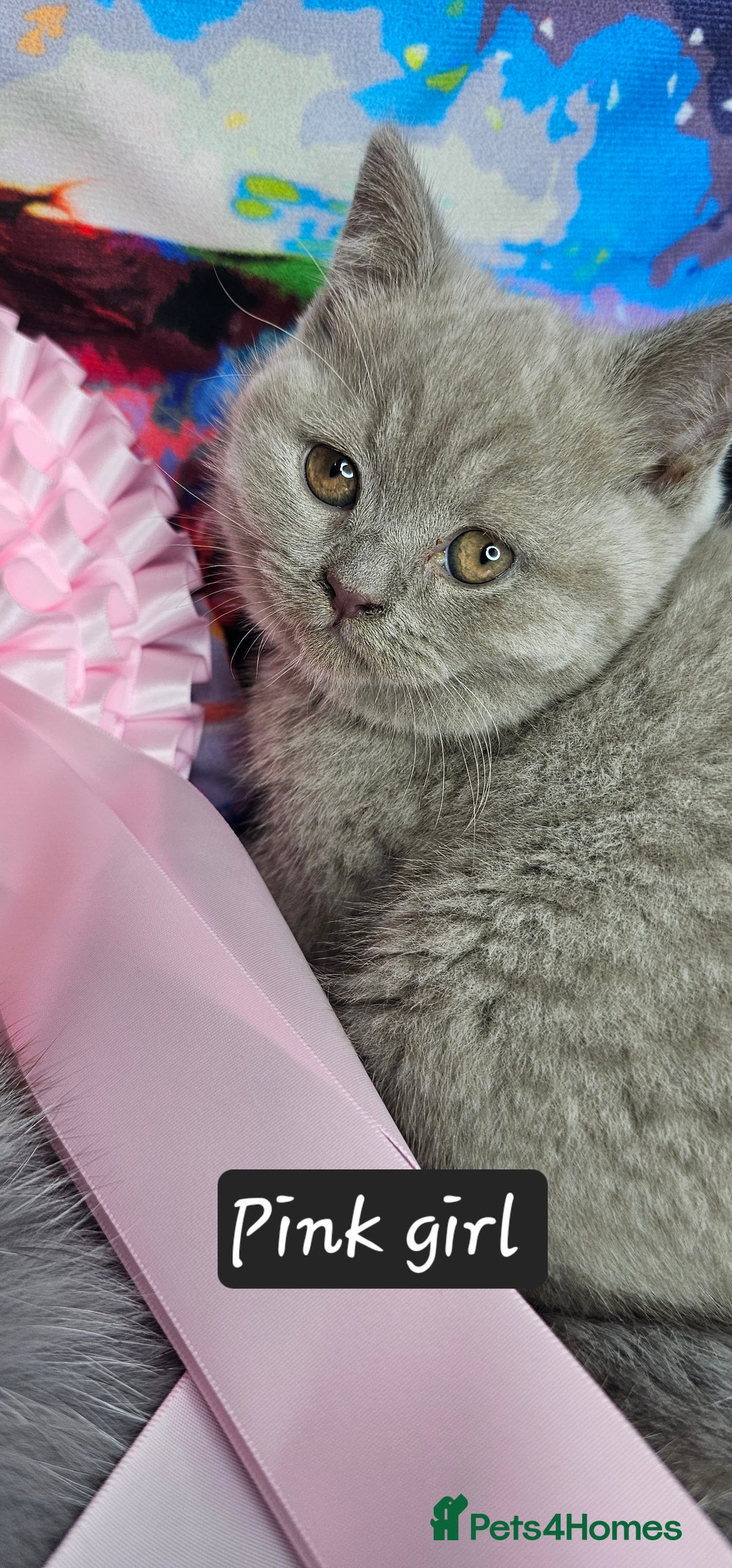 British Shorthair cats for sale: British short hair kittens - Advert 16