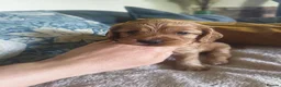 Cockapoo dogs for sale: Show Cockapoo puppies F1 - Advert 31