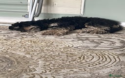 Miniature Poodle dogs for stud: Miniature cavapoo  - Image 3