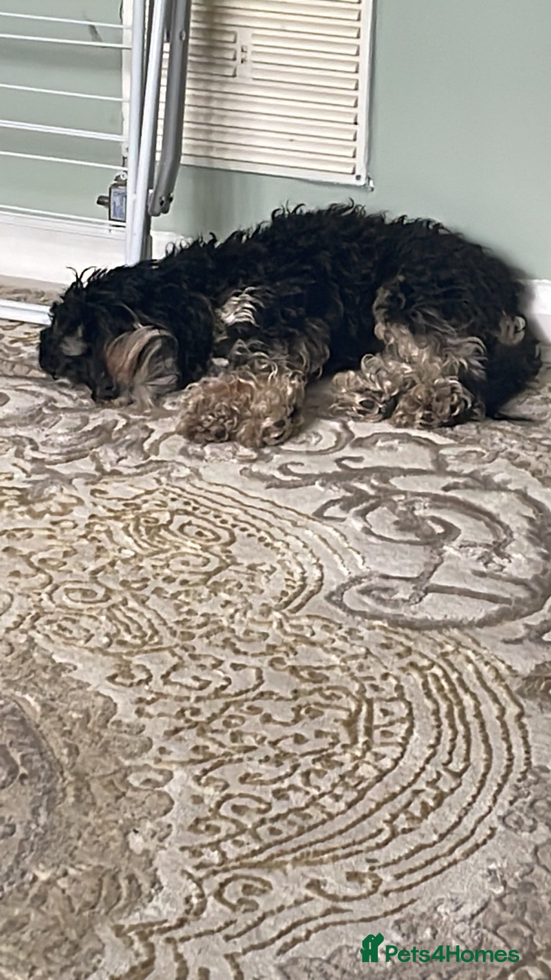 Miniature Poodle dogs for stud: Miniature cavapoo  - Image 3