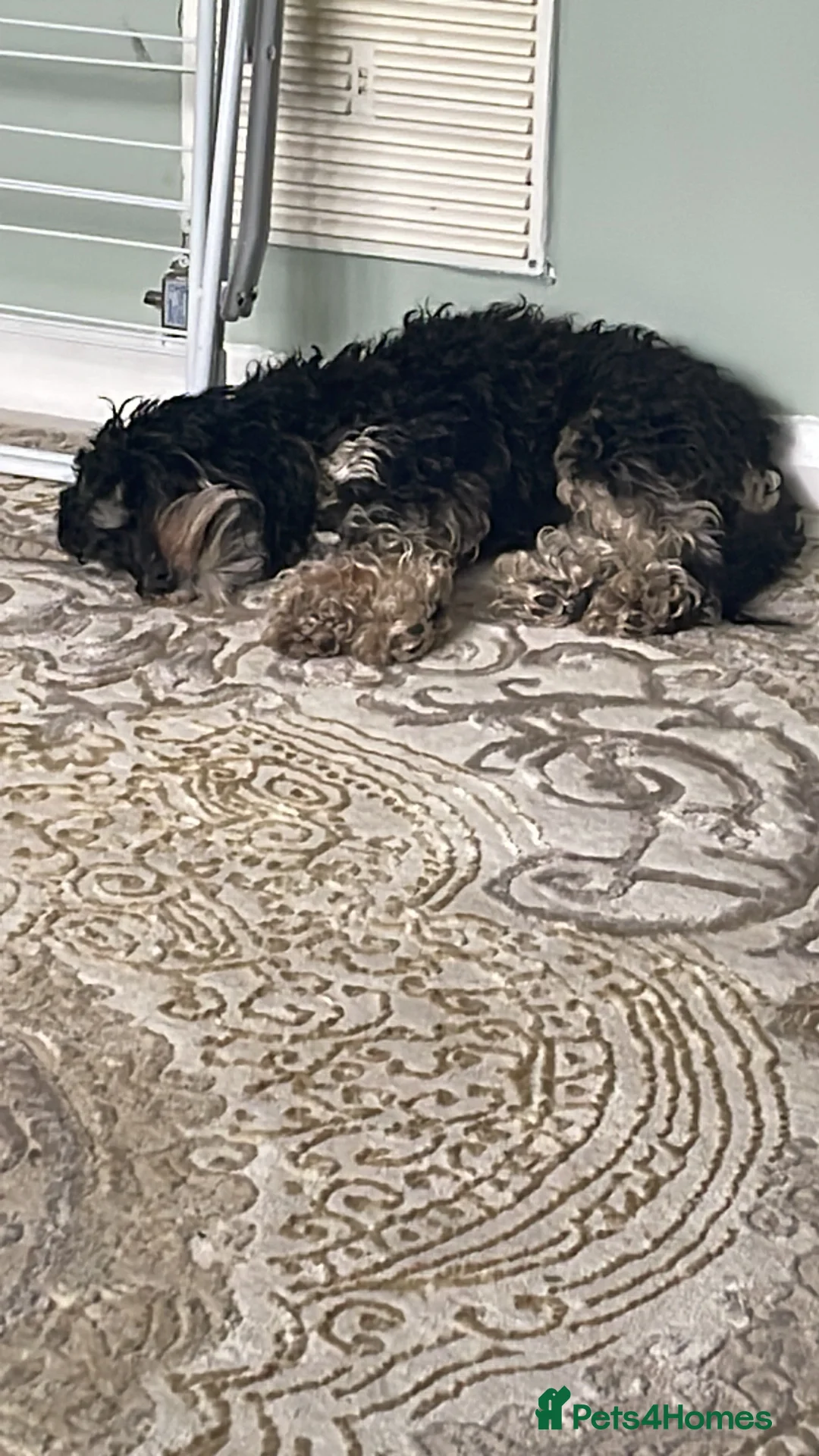 Miniature Poodle dogs for stud: Miniature cavapoo  - Advert 7