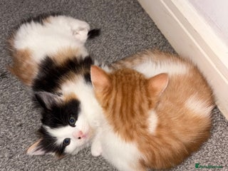 Mixed Breed cats for sale: TWO BEAUTIFUL FEMALE KITTENS - Advert 1