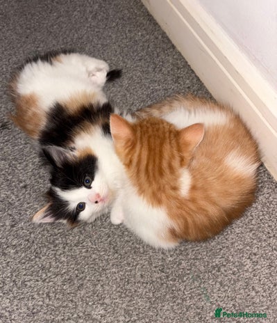 Mixed Breed cats TWO BEAUTIFUL FEMALE KITTENS - Advert 18
