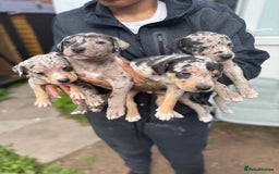 Mixed Breed dogs for sale: BorderBullies - Image 2