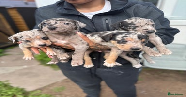 Mixed Breed dogs - Advert 2