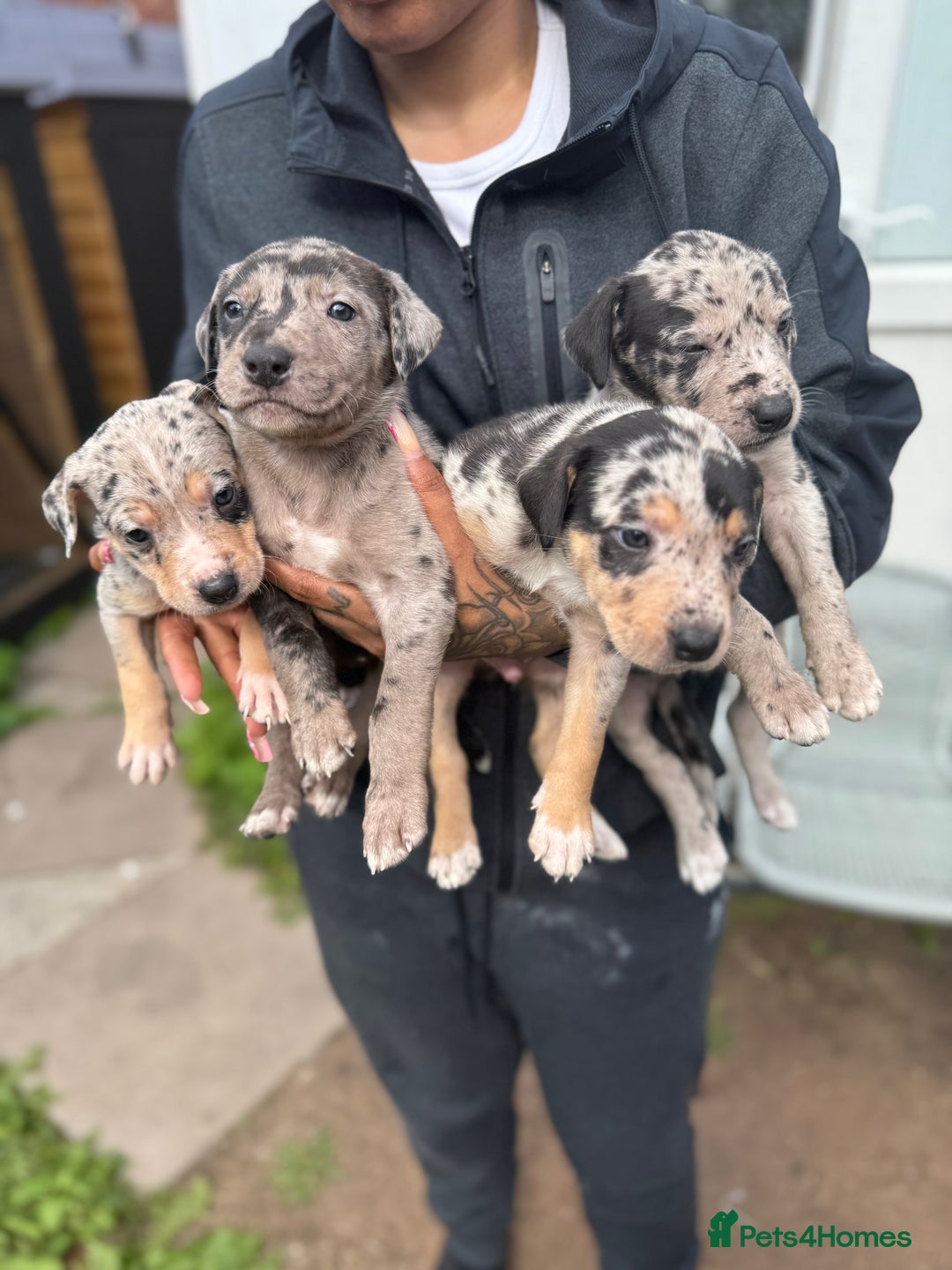 Mixed Breed dogs for sale: BorderBullies - Image 2