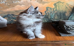 Maine Coon cats for sale: Tica registered Maine Coons from champion lines  - Image 6