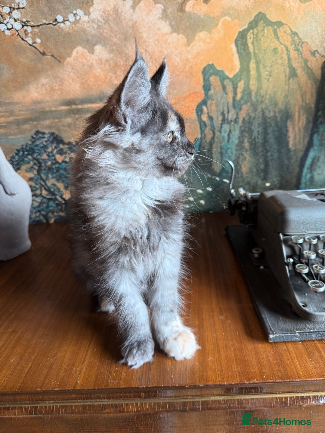 Maine Coon cats for sale: Tica registered Maine Coons from champion lines  - Image 6