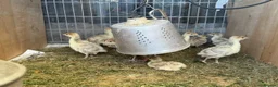 Turkeys poultry for sale: Bourbon Red Turkey Stag and 3 Hens in Maldon - Advert 3