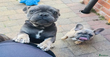 French Bulldog dogs in Sheffield - Advert 4