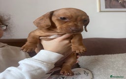 Miniature Dachshund dogs for sale: Kc reg miniature dachshund  - Image 9