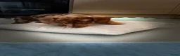 Dachshund dogs for sale: Beautiful dachshund pups - Advert 10