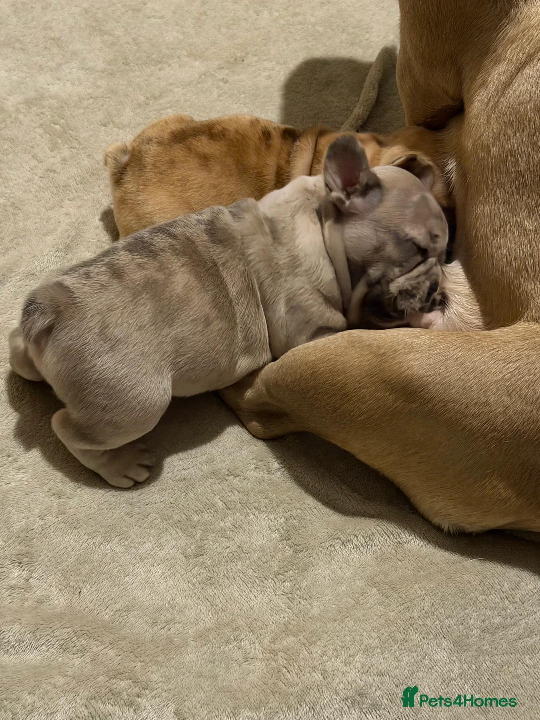 French Bulldog dogs for sale: French bulldog puppies  - Advert 7
