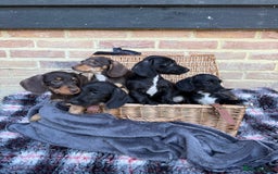 Mixed Breed dogs for sale: 🐾 Gorgeous Doxiepoo Puppies – Ready 07/08! 🐾 - Image 9