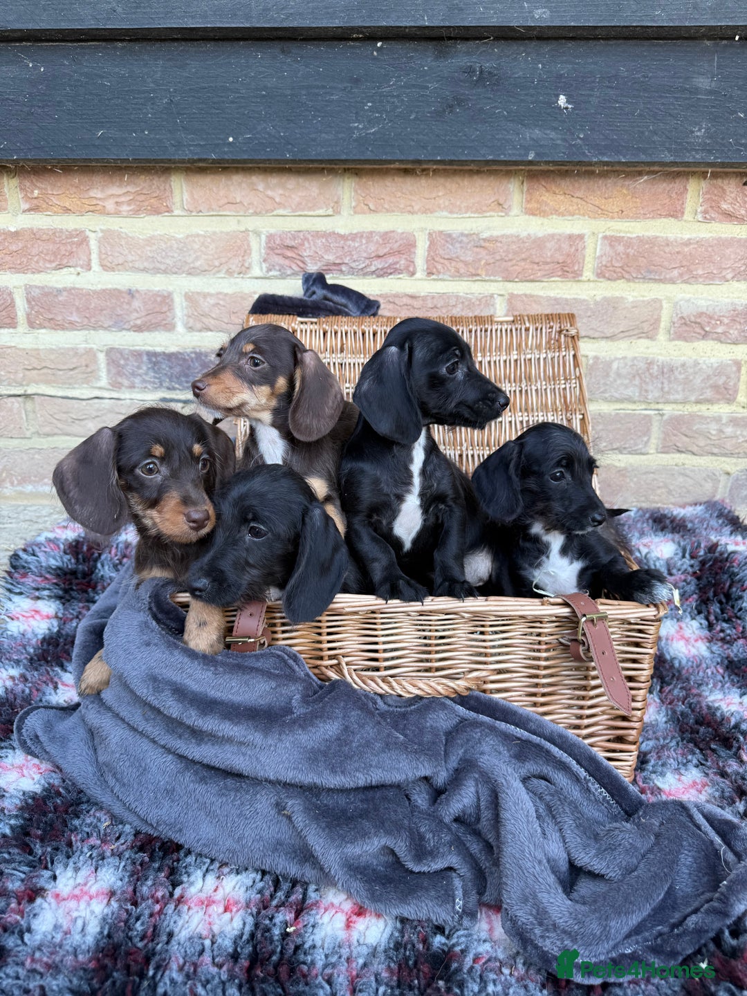 Mixed Breed dogs for sale: 🐾 Gorgeous Doxiepoo Puppies – Ready 07/08! 🐾 - Image 9