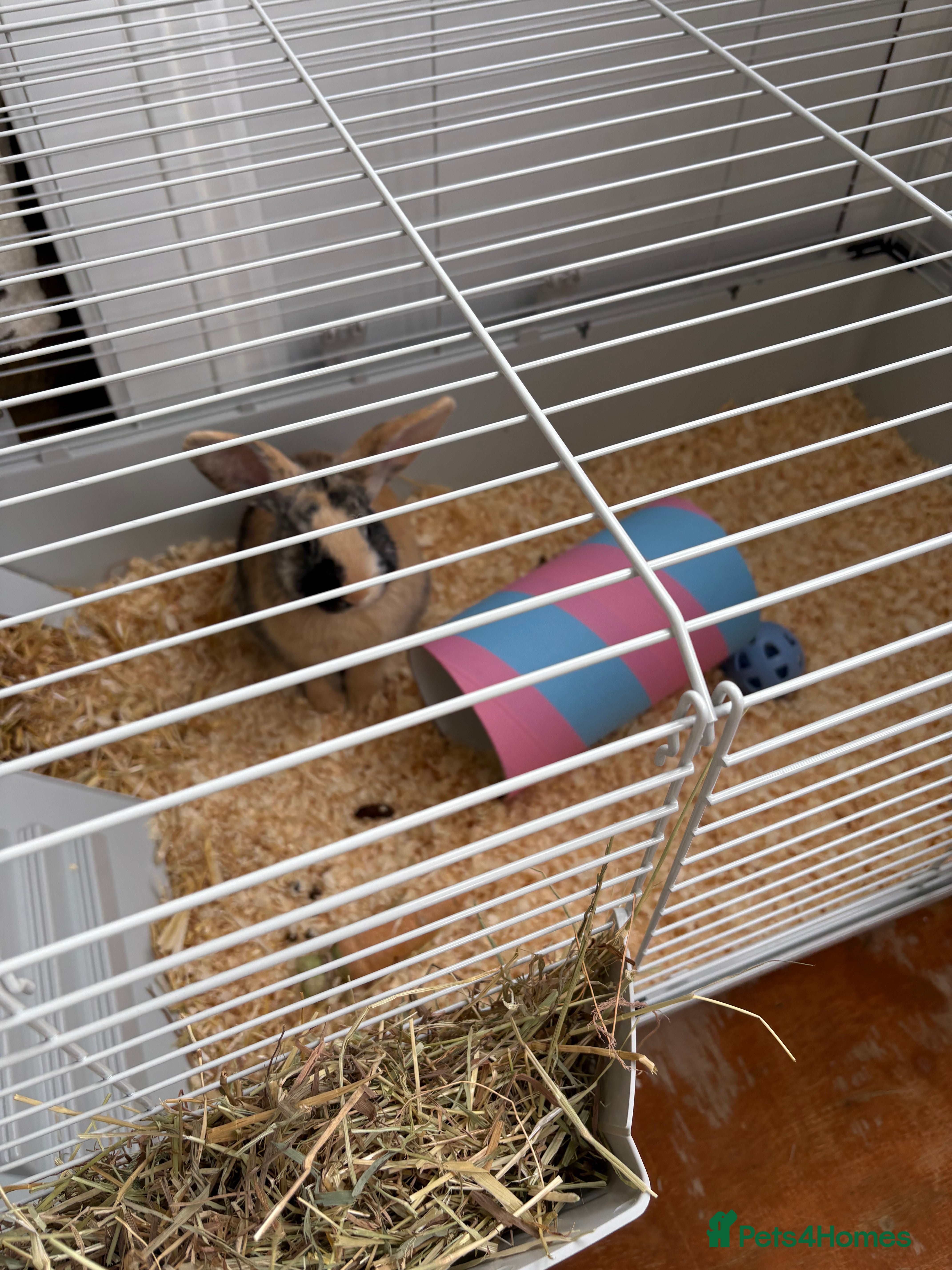 Mixed Breed rabbits Female rabbit 4 months in Birmingham - Advert 1