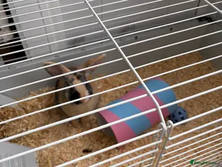 Mixed Breed rabbits Female rabbit 4 months in Birmingham - Advert 1