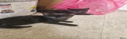 Domestic Shorthair cats for sale: Black kittens & black and white kittens - Advert 5