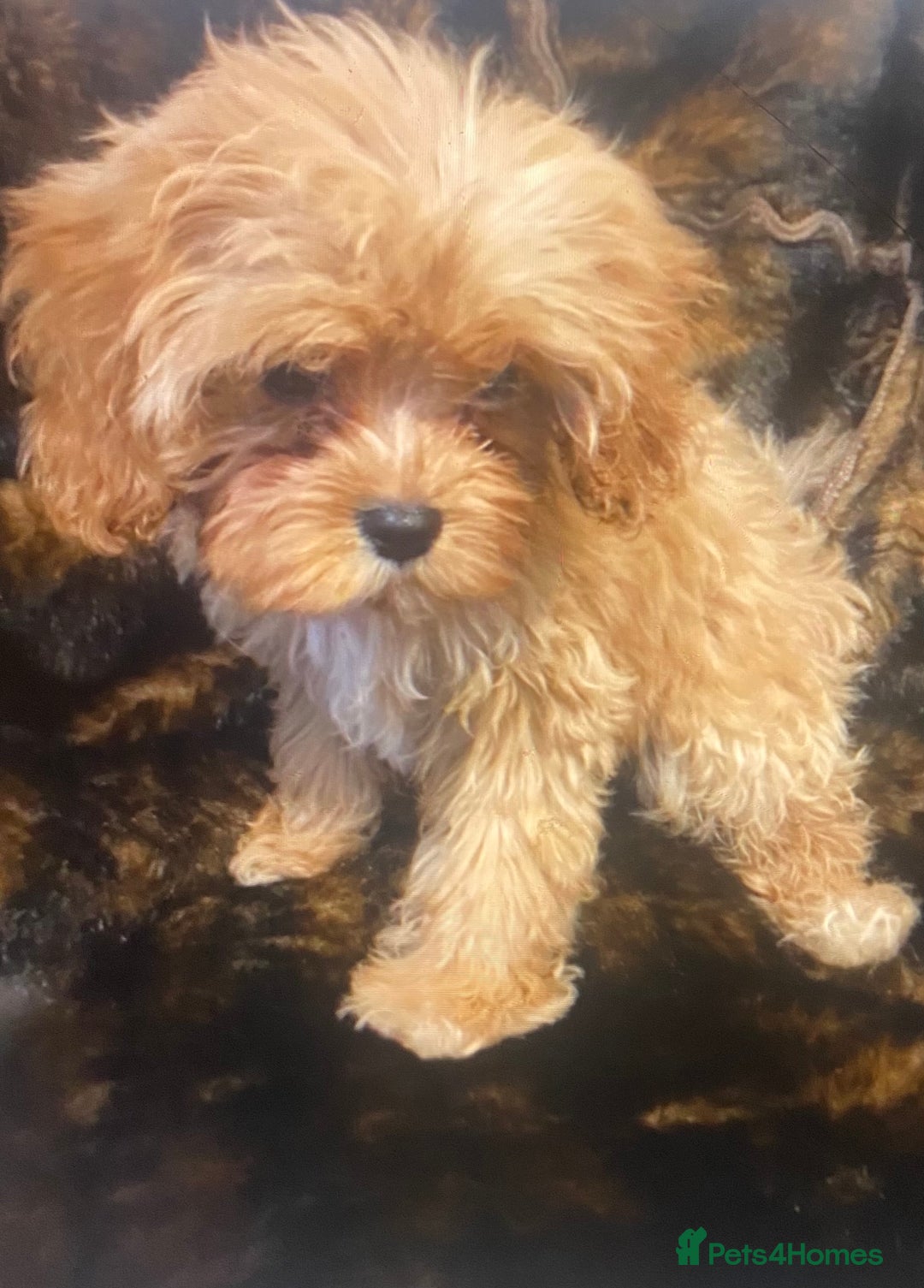 Cavapoo dogs for sale:  DNA clear parents/grandparents BVA heart/eyes - Advert 9