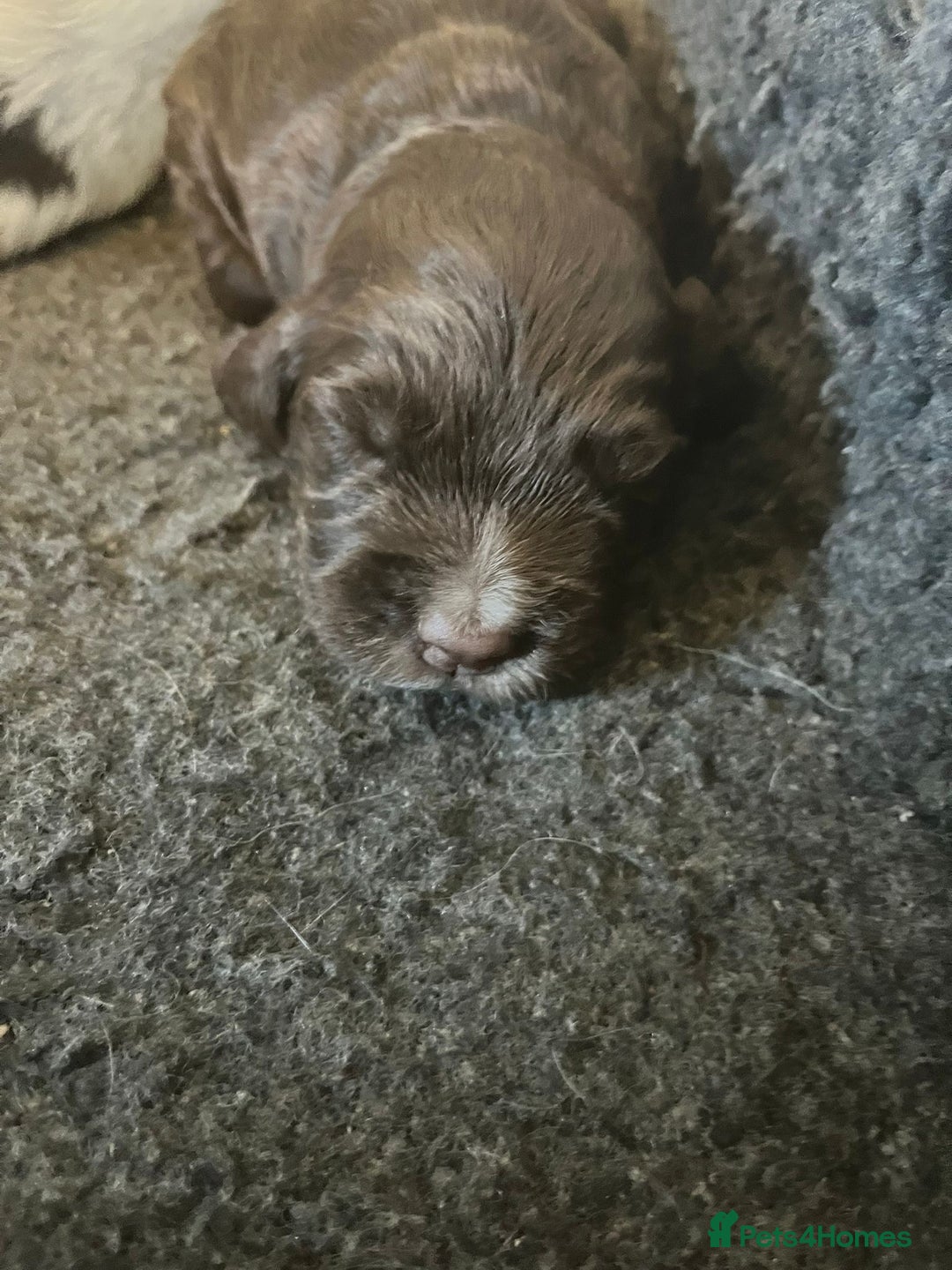 Sprocker dogs for sale: Beautiful Sprocker puppies  - Image 15