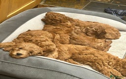 Irish Doodle dogs for sale:  Fox Red Irish Doodle Puppies - Ready Next Week  - Image 7
