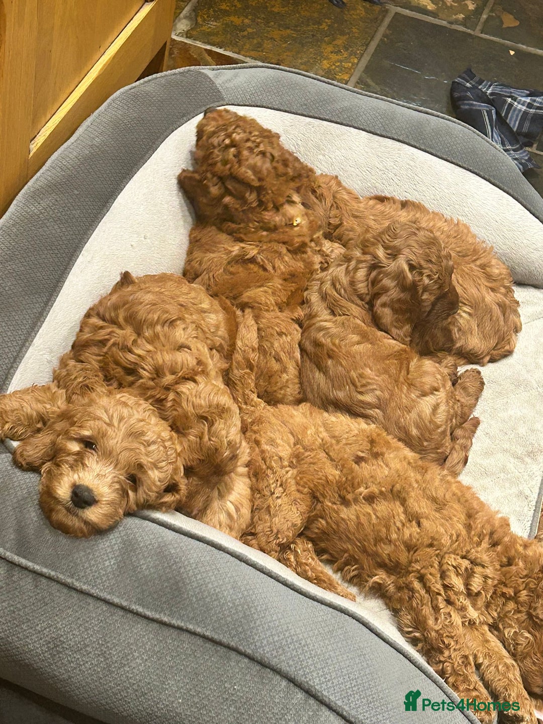 Irish Doodle dogs for sale:  Fox Red Irish Doodle Puppies - Ready Next Week  - Image 7