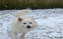 Mixed Breed dogs for stud: White Shepherd Male Available for Outcross - Image 8