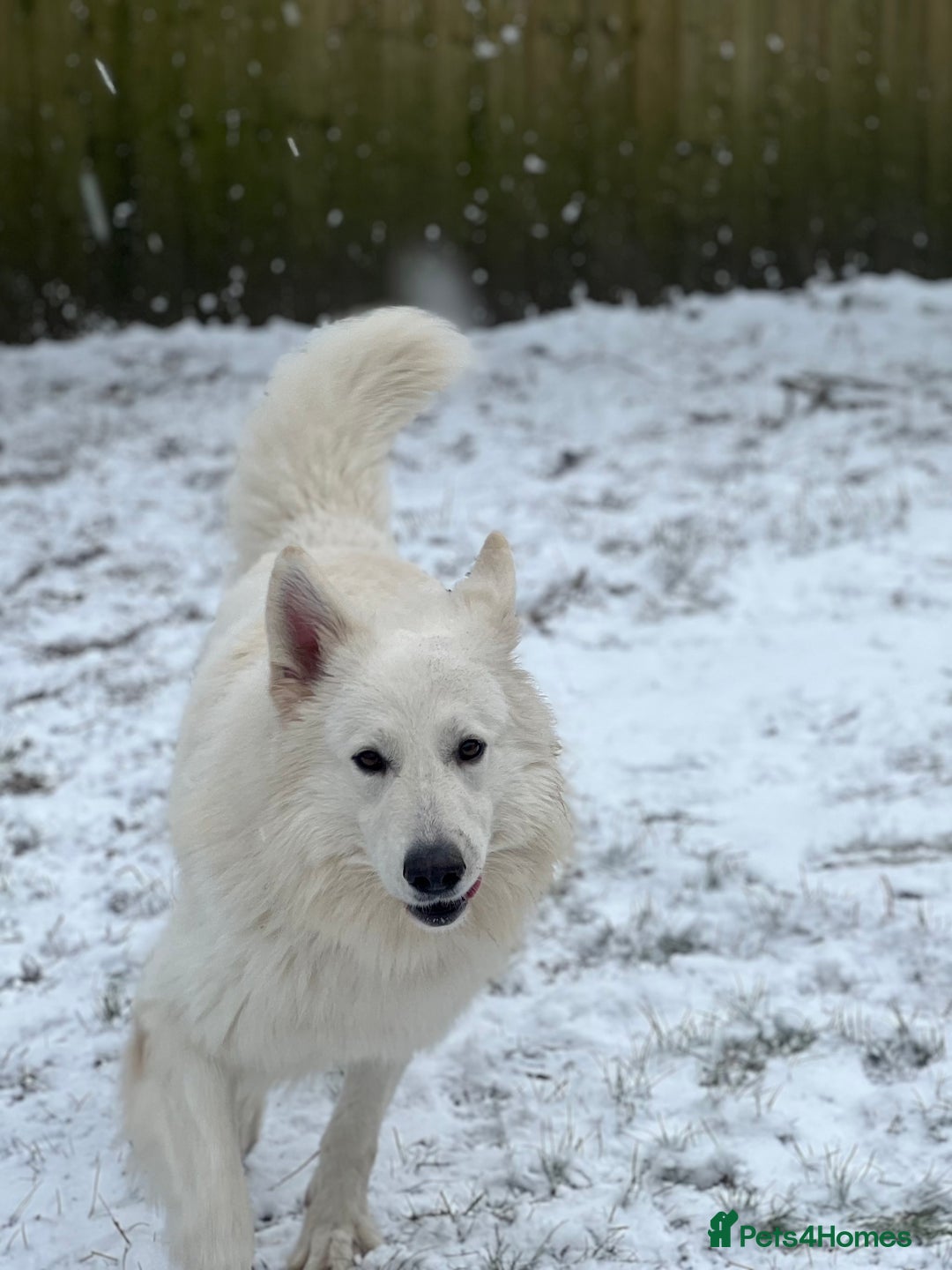 Mixed Breed dogs for stud: White Shepherd Male Available for Outcross - Image 8