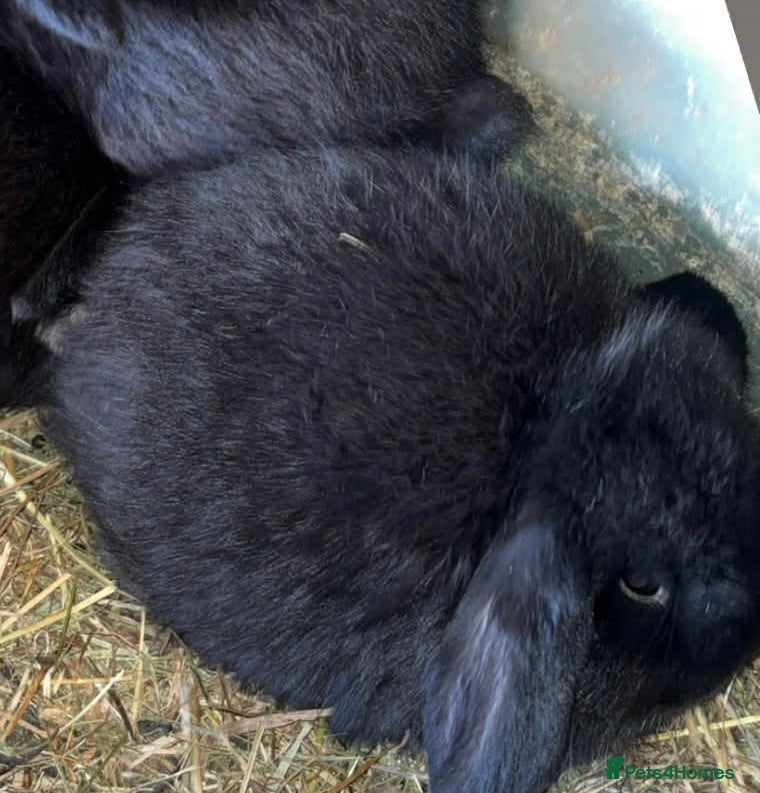 Mini Lop rabbits Baby mini lop rabbits  - Advert 16
