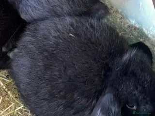 Mini Lop rabbits Baby mini lop rabbits - Advert 16